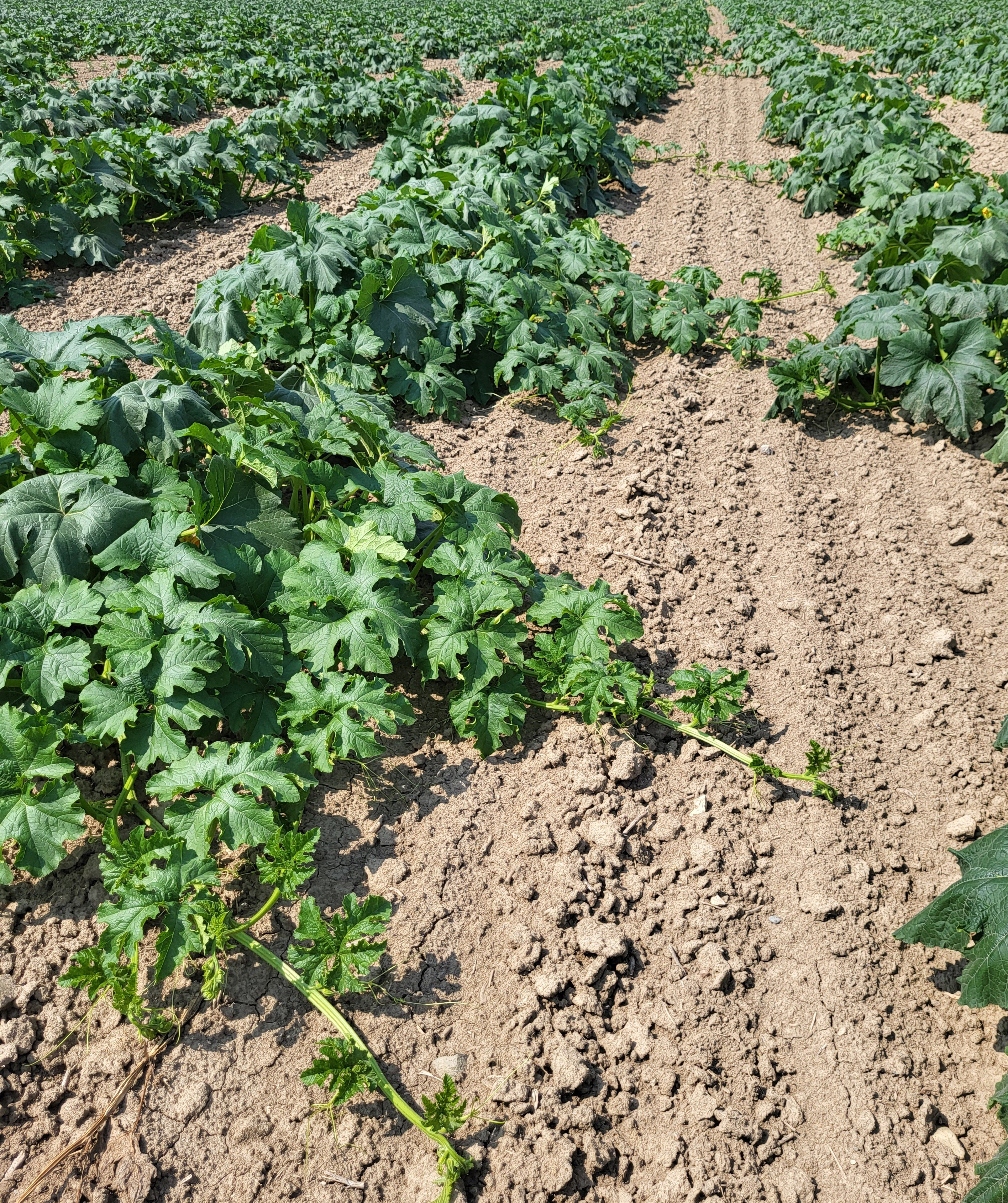 Pumpkin plants in a field beginning to vine out.